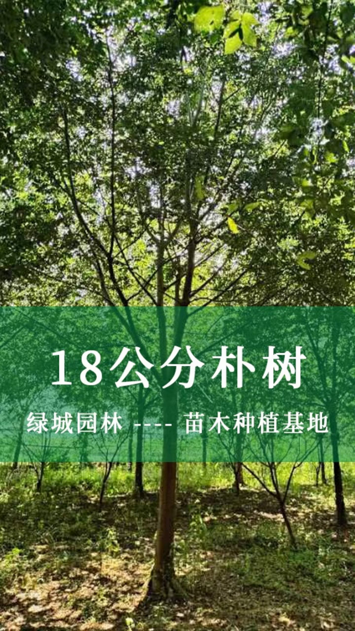 贵州18公分朴树 26公分朴树 28公分朴树 23公分朴树