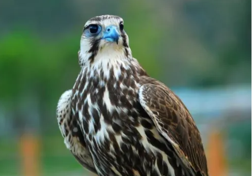 17年河南农民意外拾得罕见凶禽估值高达600余万专家警告