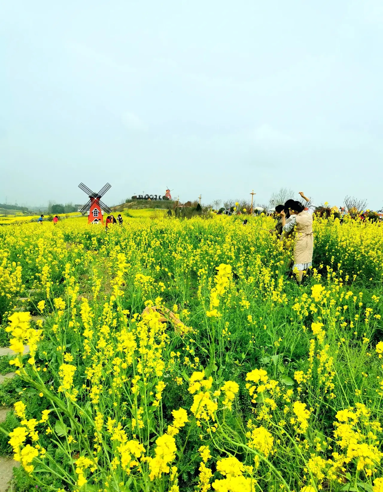 汉中油菜花最佳观景点图片