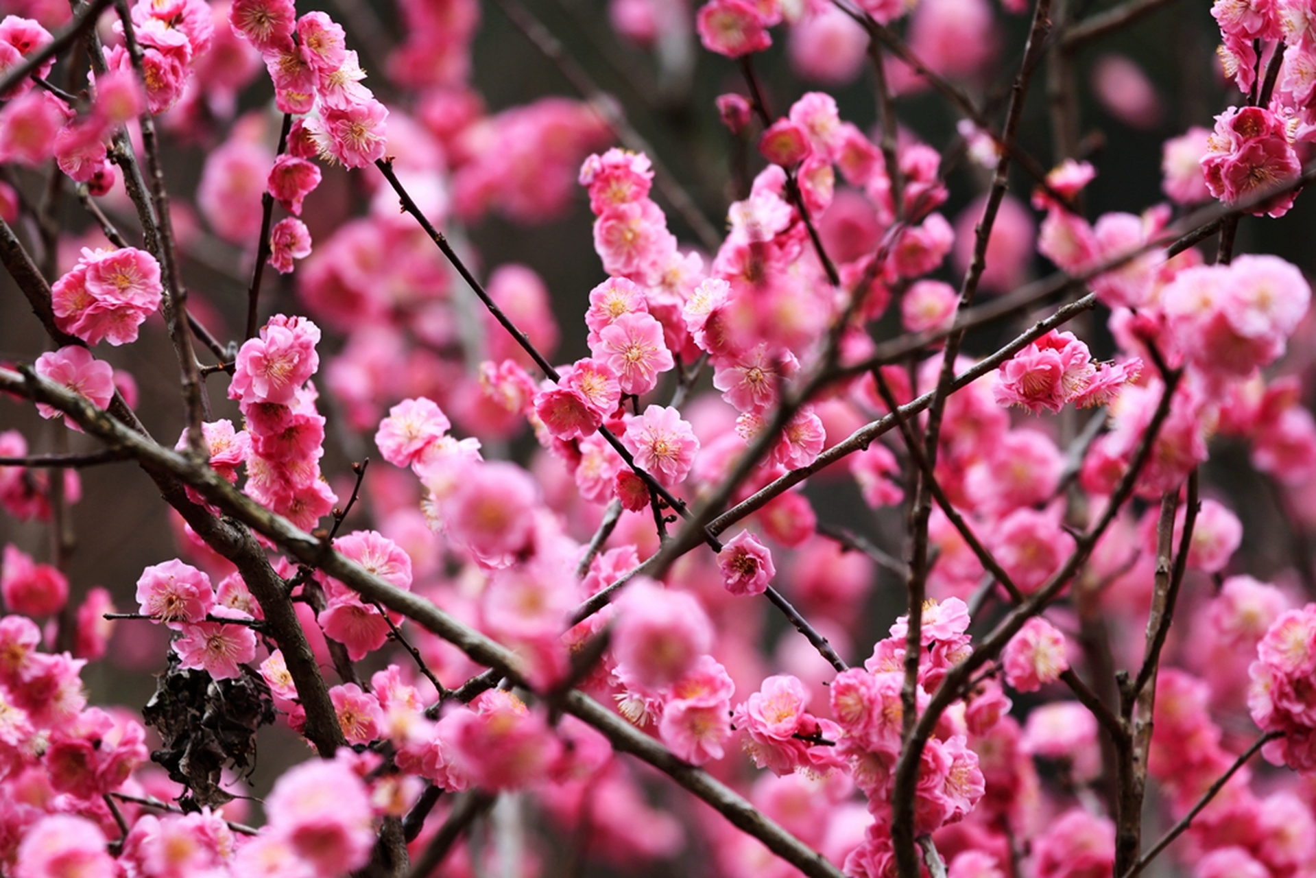 每种都独特迷人,值得珍藏:感受大自然的鬼斧神工和生命的无限魅力吧!