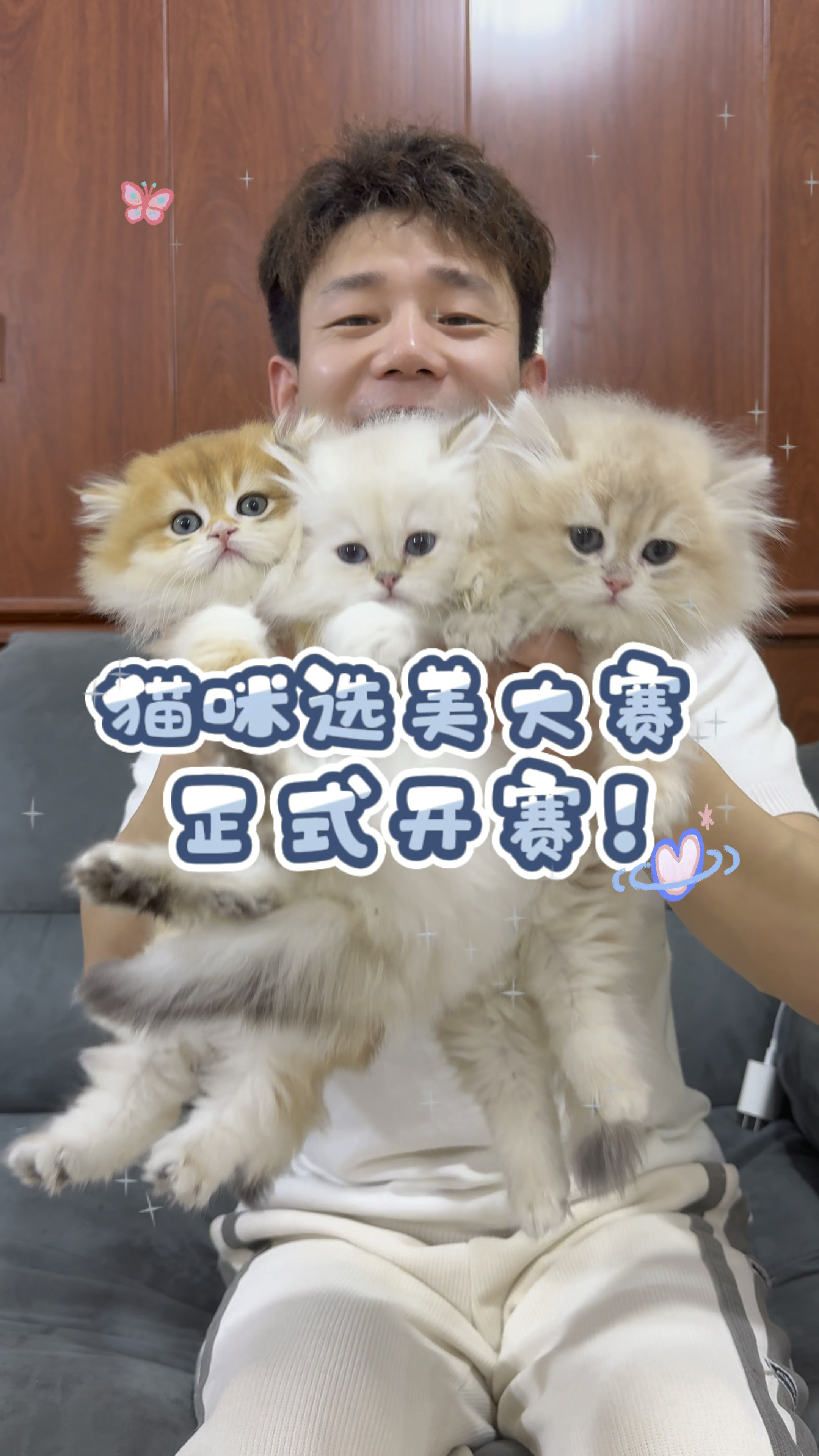 三只不一样的品种猫,你会怎么选择?#金渐层长毛#蓝金长毛#金点