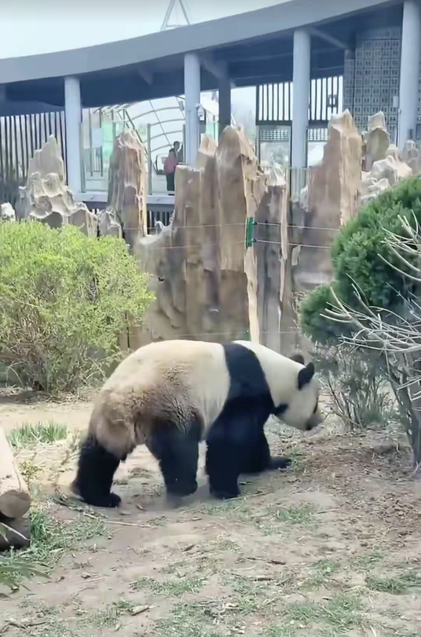 大熊猫金虎一个晚上产了11公斤粪便,饲养员跟他"吐槽",都提不动了.