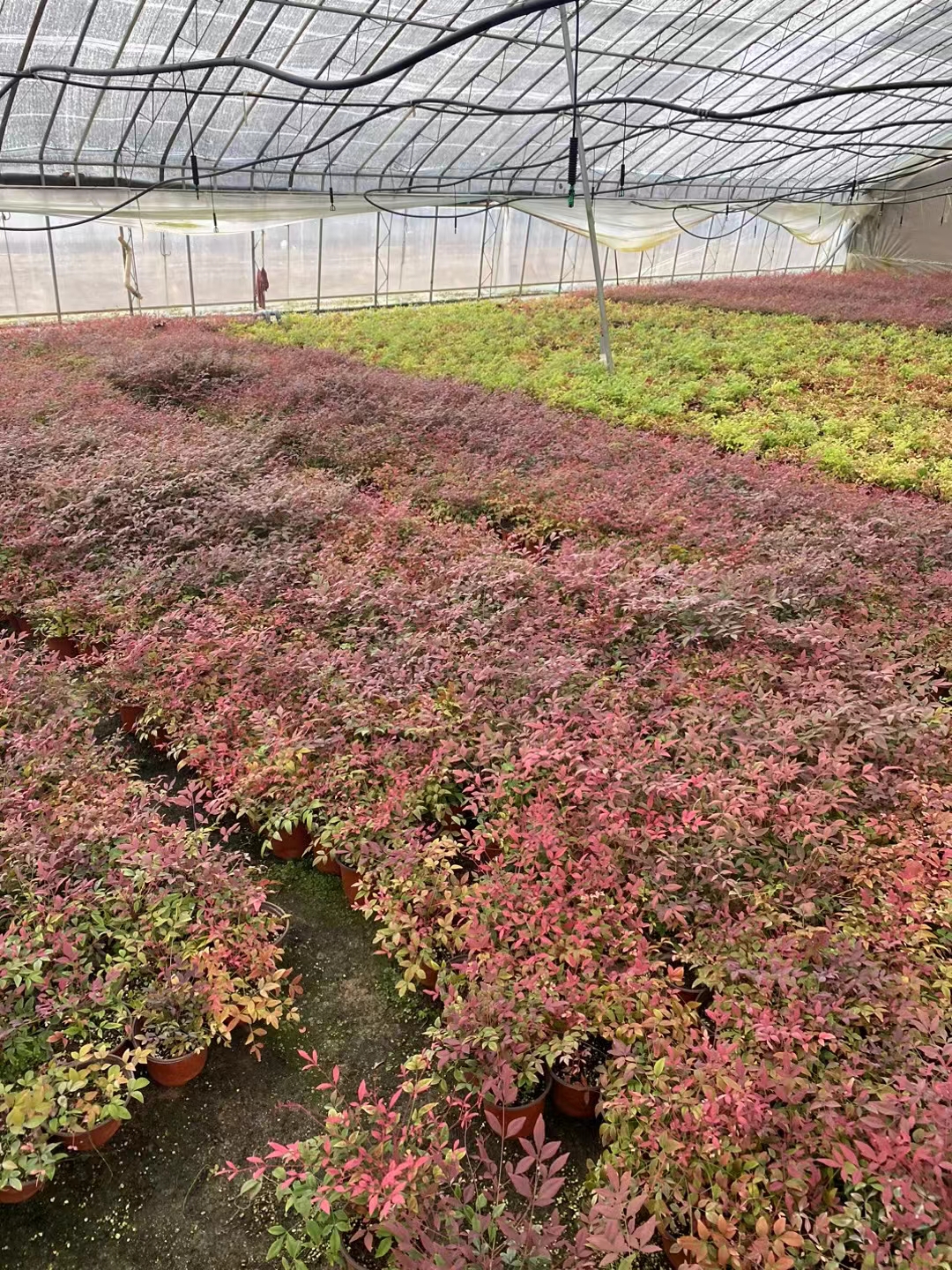 红宝石植物(红宝石植物的养殖方法) 第2张