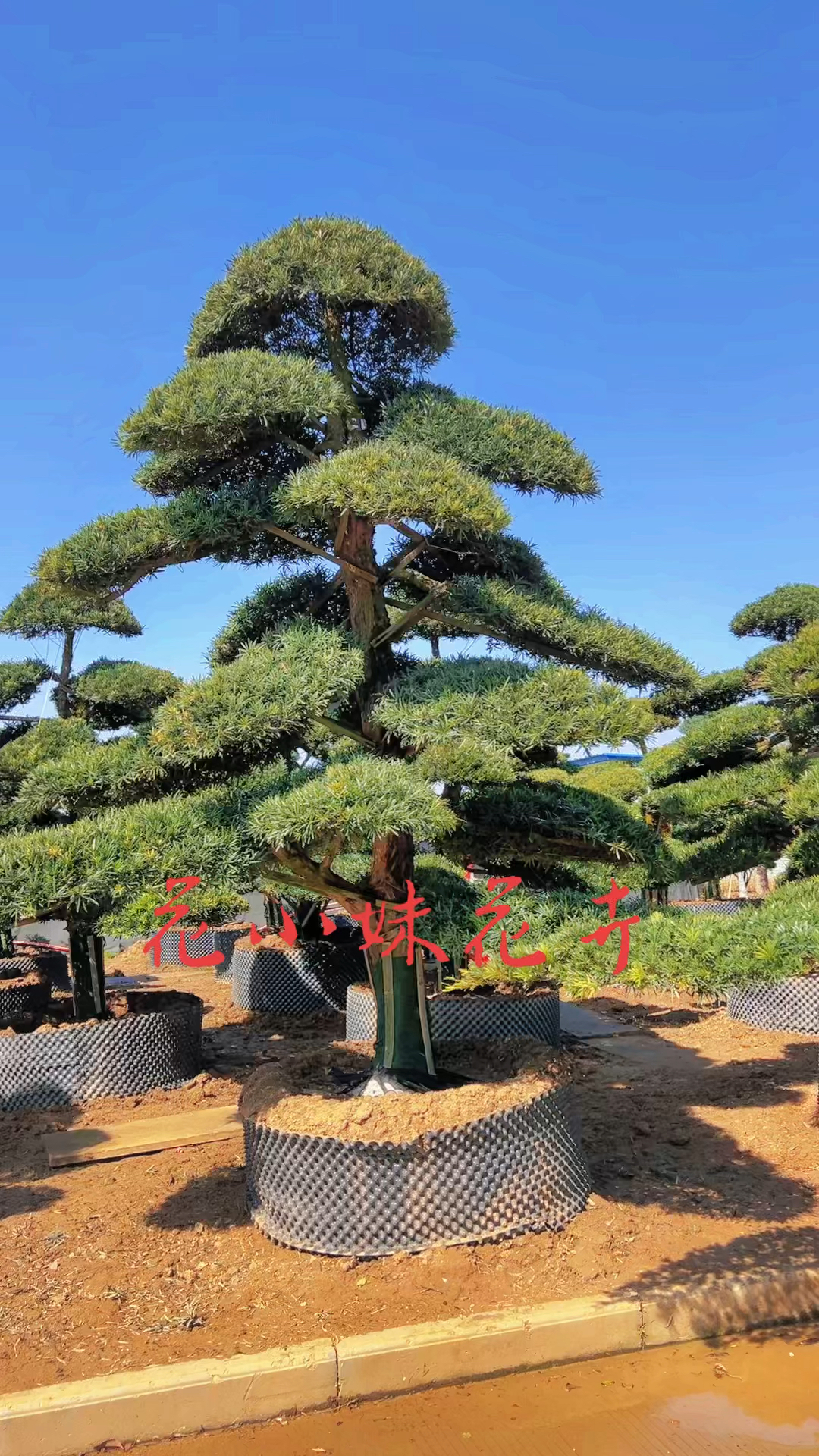 造型罗汉松四季常青不落叶适合庭院别墅农家小院栽植