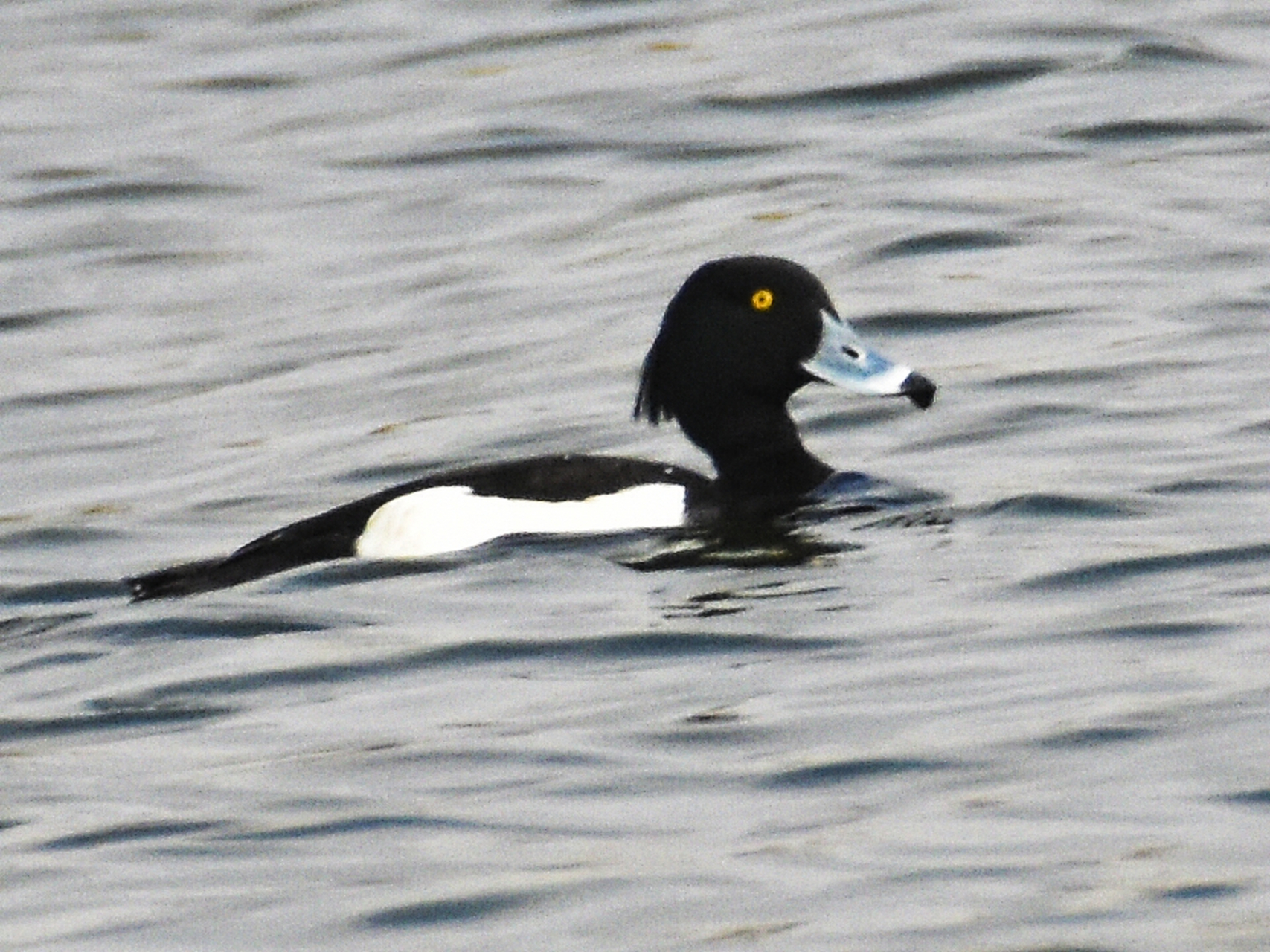 凤头潜鸭,第一次在内河拍到.