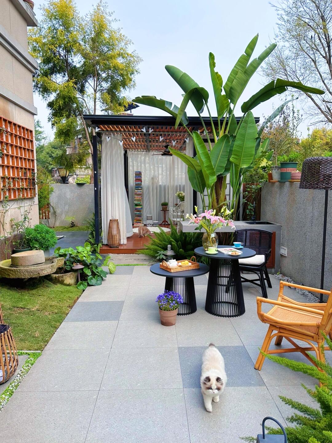 每当清晨的阳光洒进院子,那些嫩绿的叶片上便闪烁着晶莹的光泽,仿佛