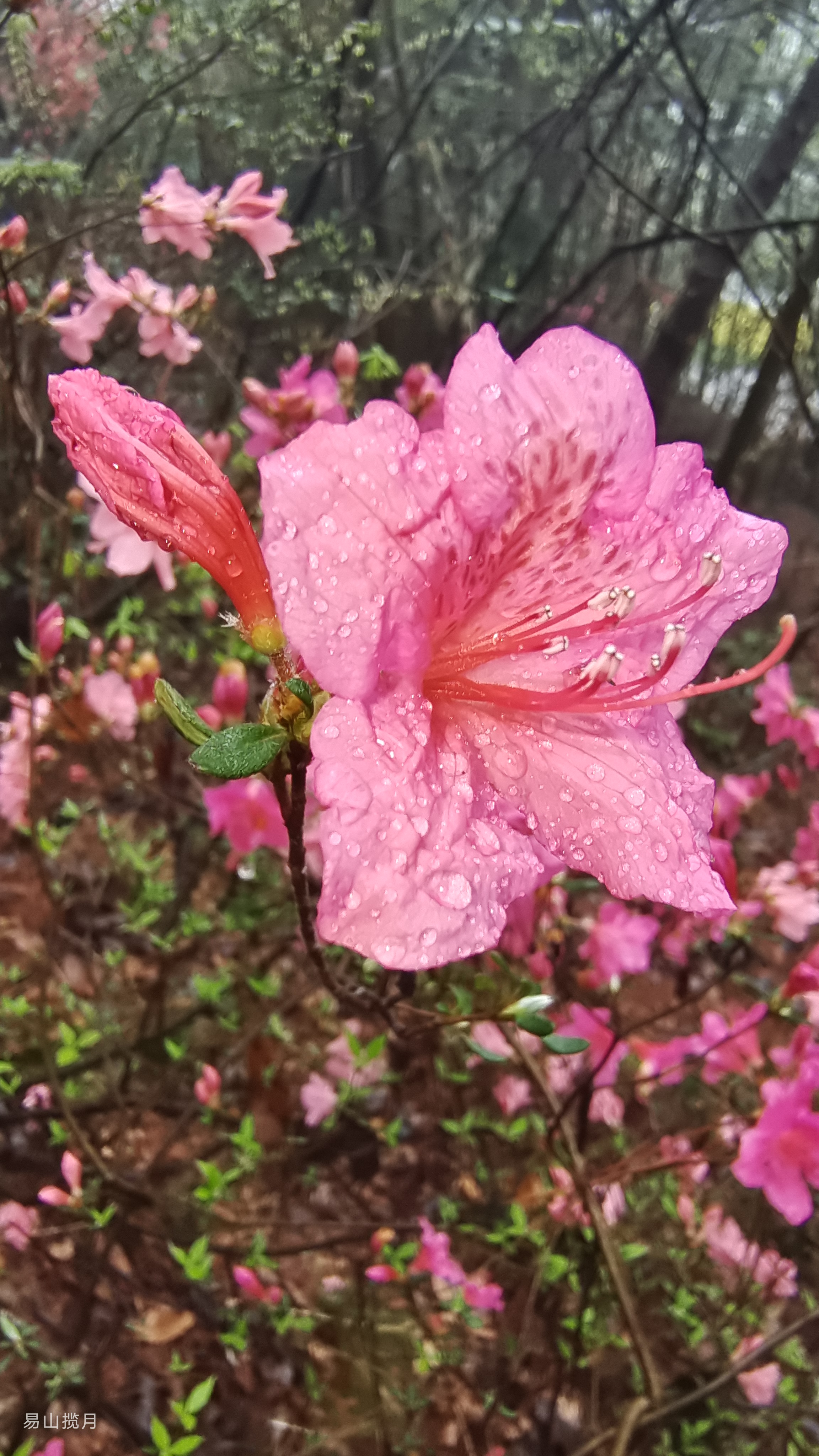 寒冬腊月呦盼春风 若要盼得呦红军来 岭上开遍呦映山红 岭上开遍呦