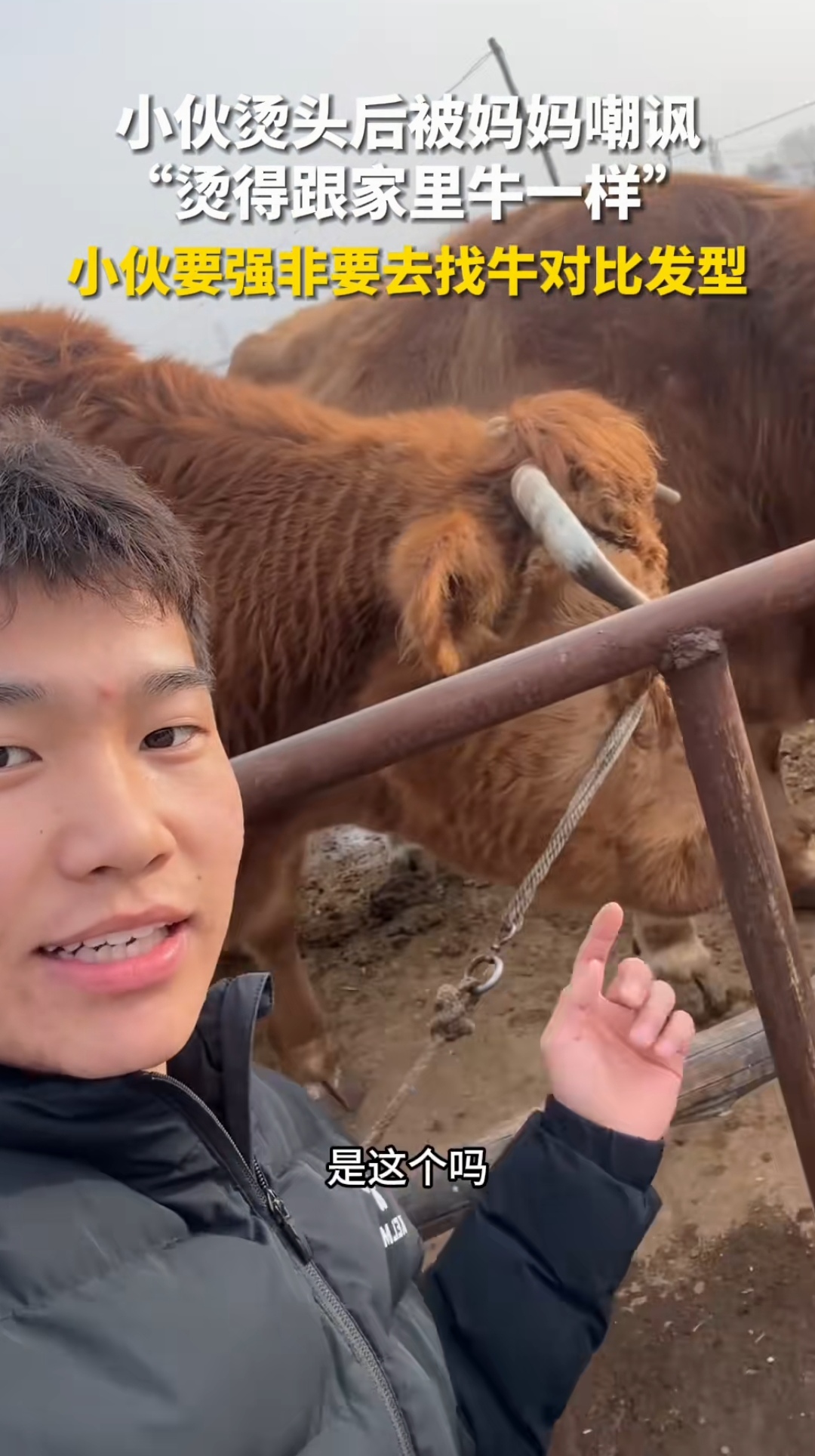 小伙烫头后被妈妈嘲讽 "烫得跟家里牛一样" 网友:小伙要强非要去找牛