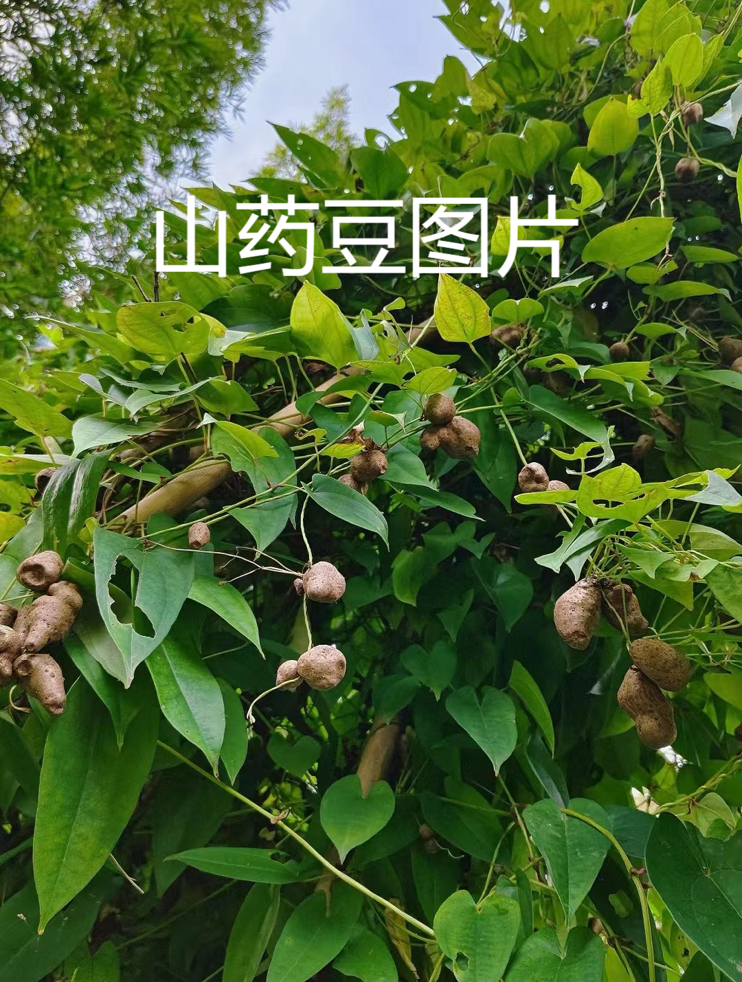 山药豆图片  山药豆原来不是长在土里的?