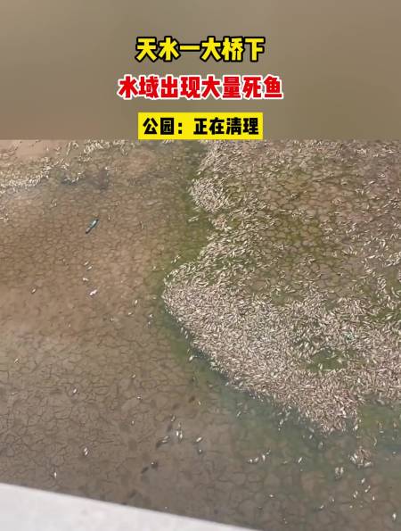 天水一大桥下,水域出现大量死鱼,公园:正在清理-度小视
