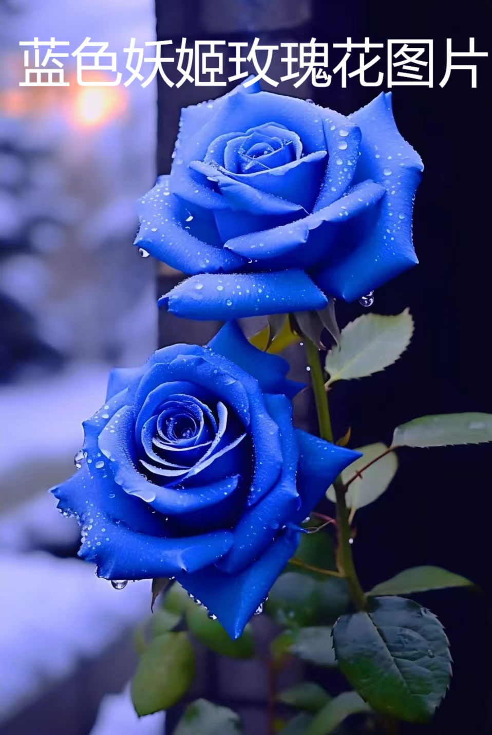 花语:蓝色妖姬寓意是清纯的爱和敦厚善良的爱