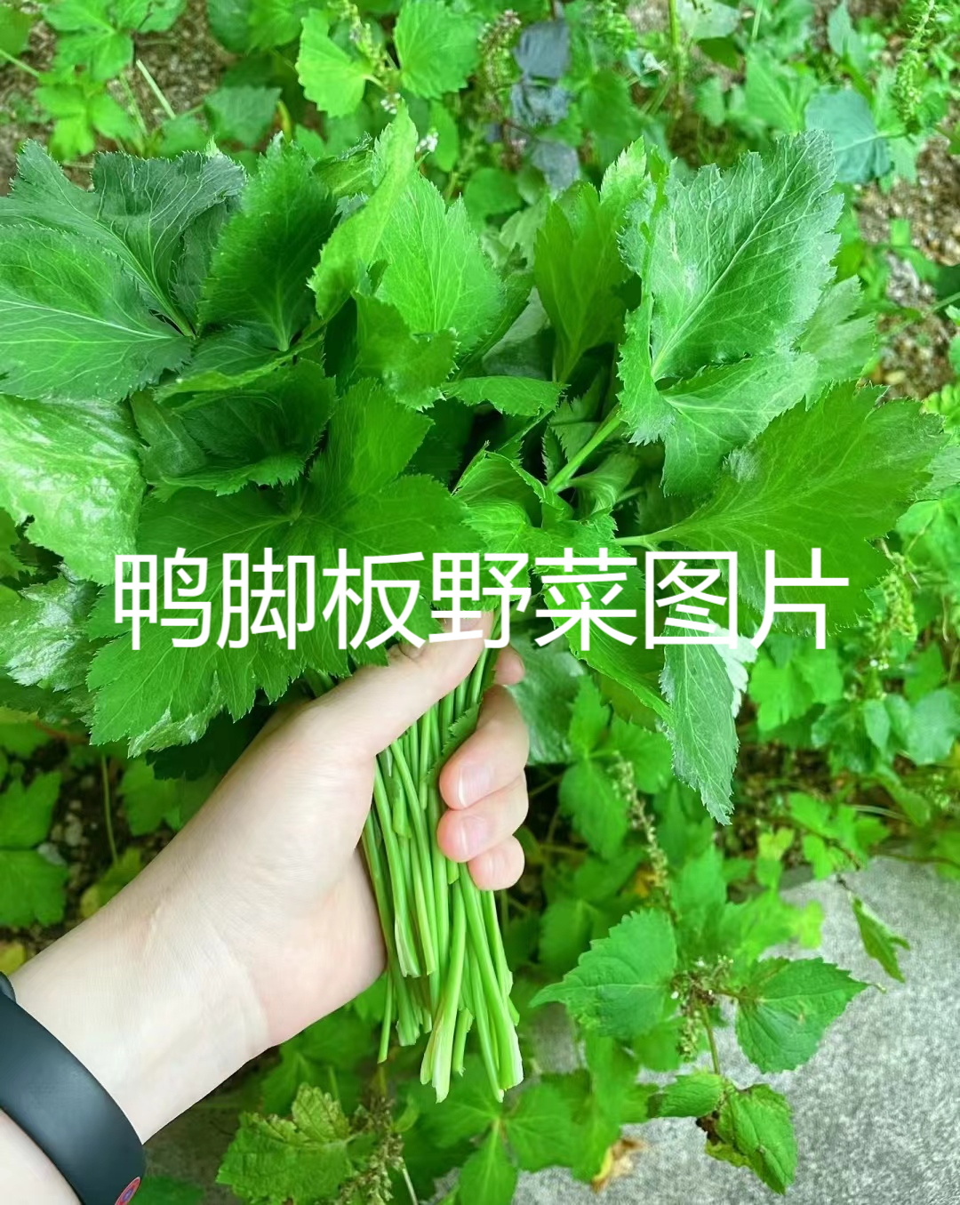 鸭脚板野菜图片及功效图片