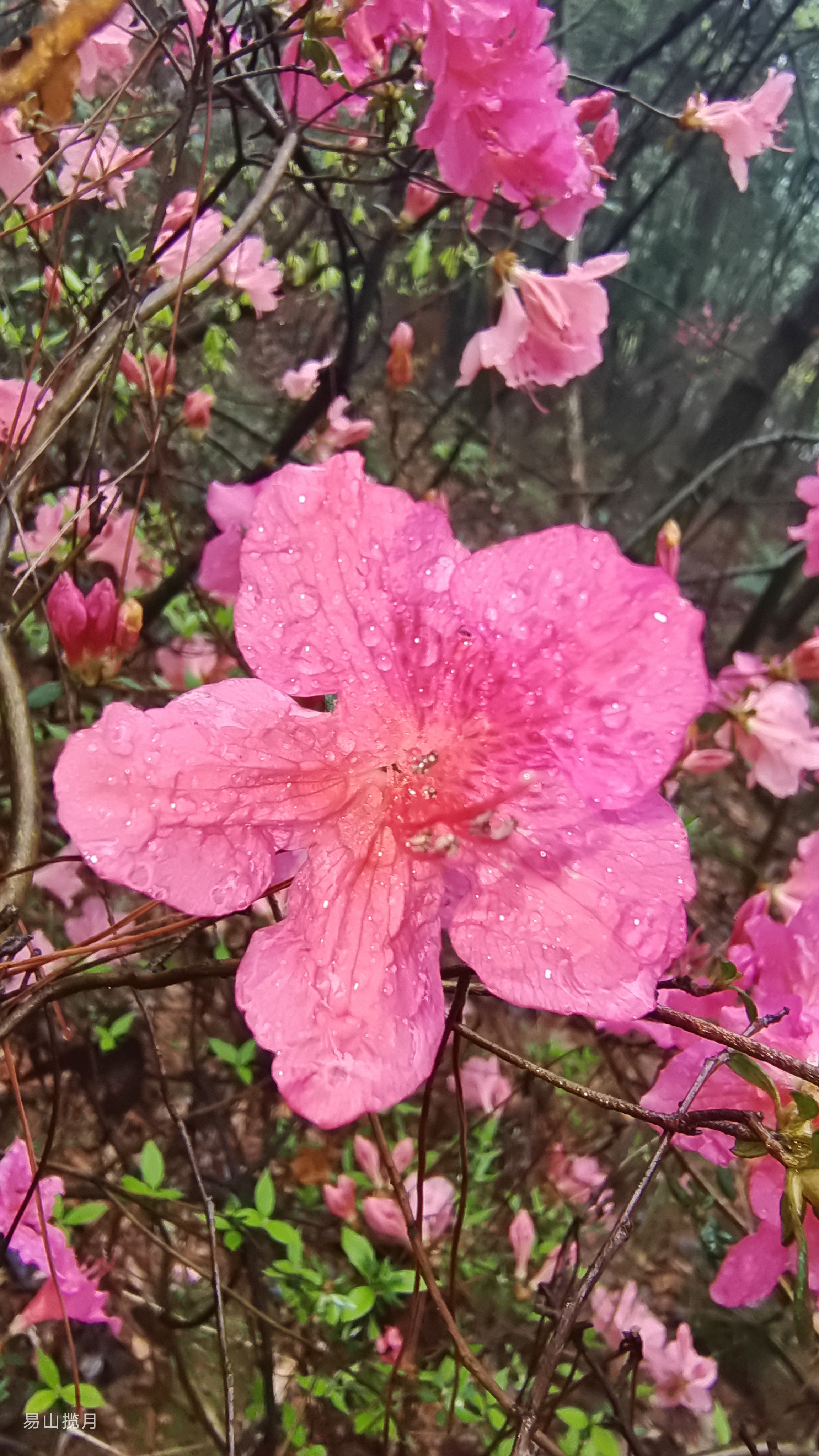 寒冬腊月呦盼春风 若要盼得呦红军来 岭上开遍呦映山红 岭上开遍呦