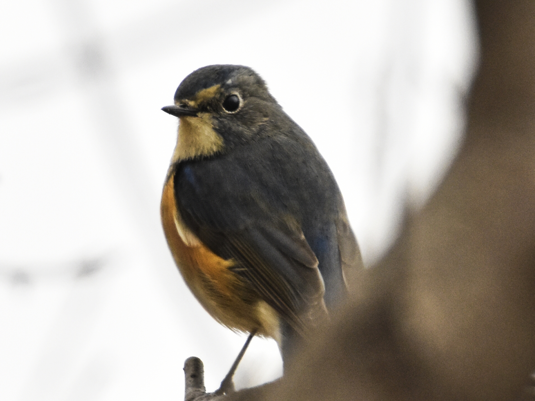 红胁蓝尾鸲(雄鸟),小名蓝腚冈,也是初春迁徙到辽西较早的鸲类候鸟.