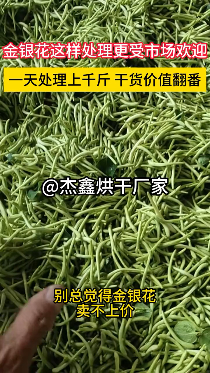 金银花这样处理,更受市场欢迎