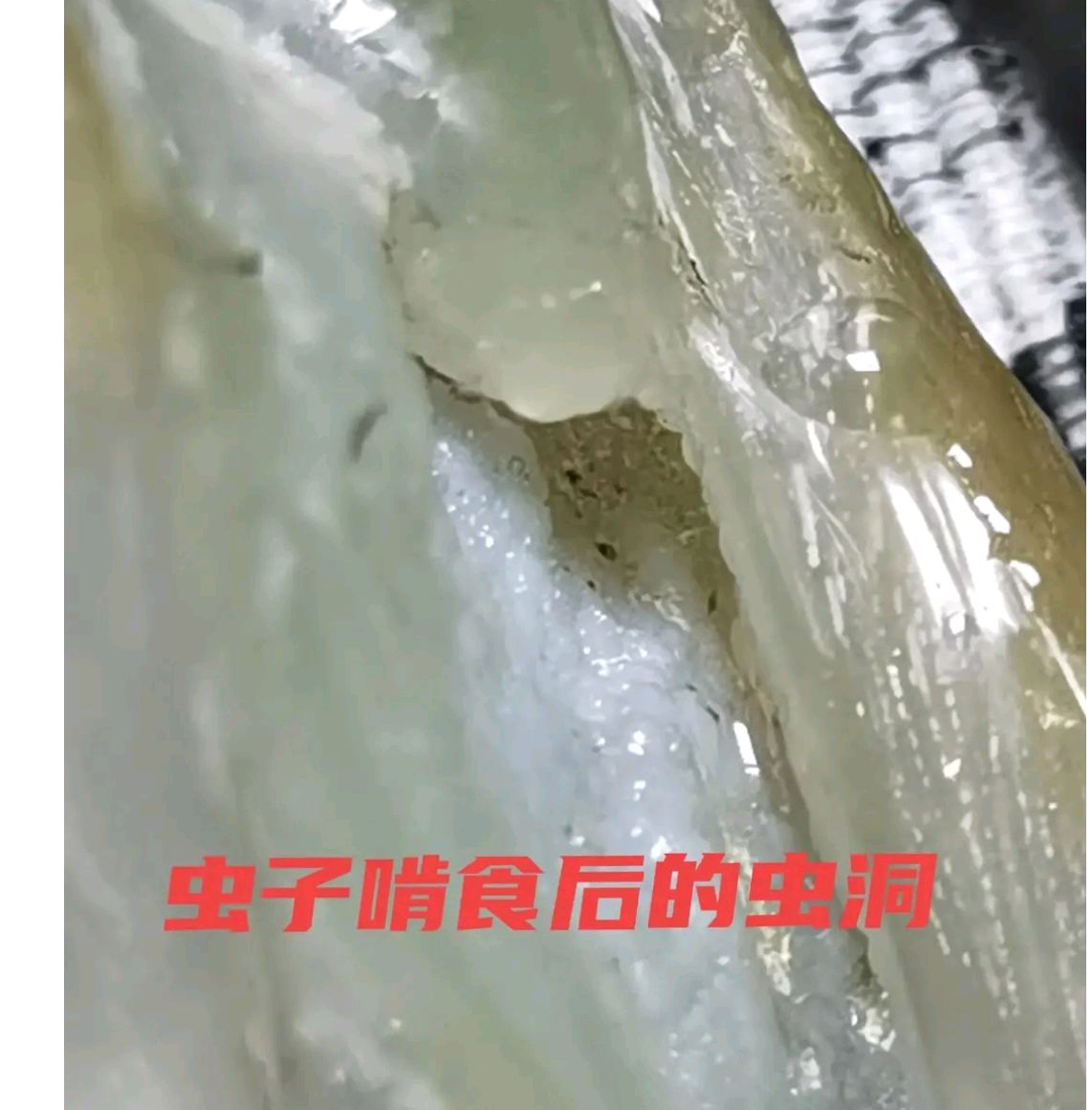 树化玉虫图片