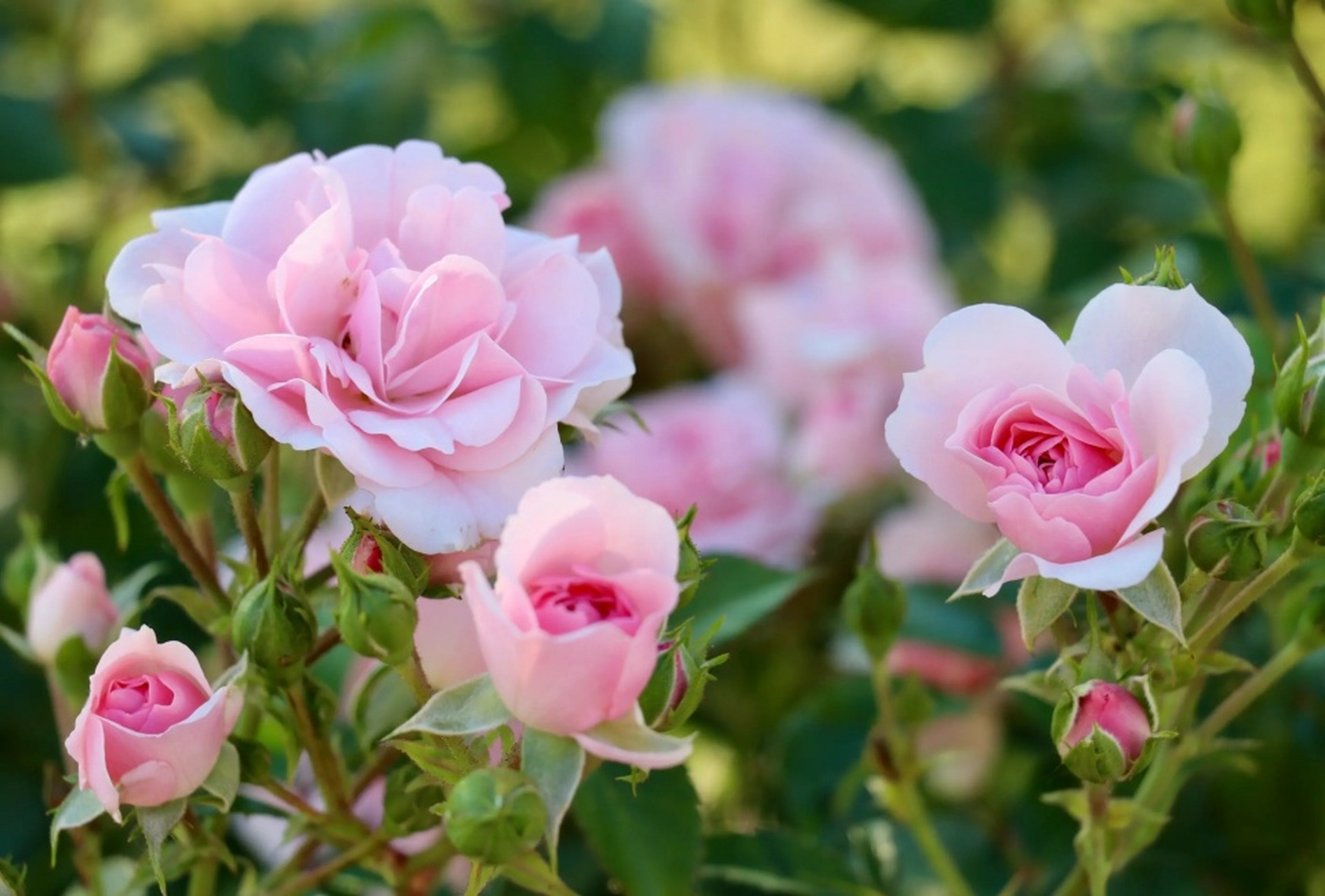 丰花月季或许是你的最佳选择!