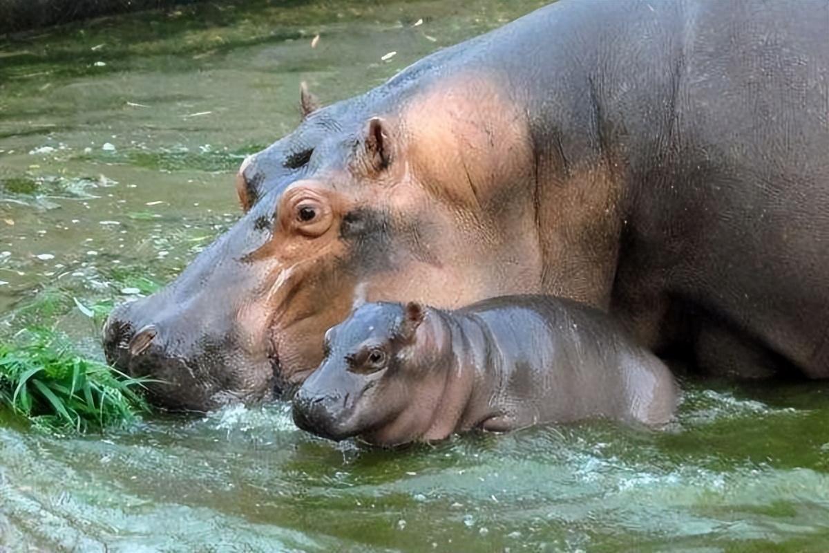 回顾成千上万的鱼群被粪便憋的翻了肚河马粪便到底多可怕