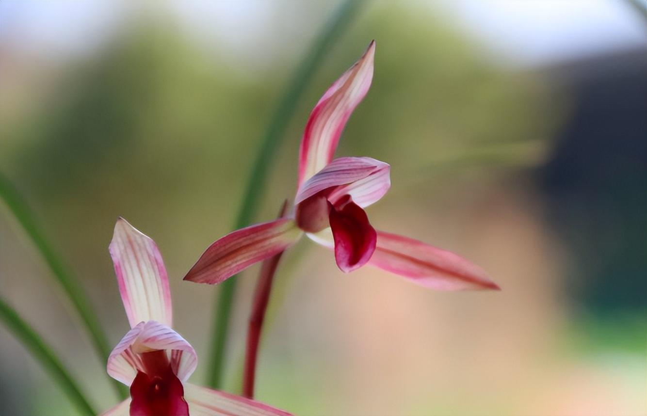 兰花鉴赏——春兰滇红素:色花中的极品