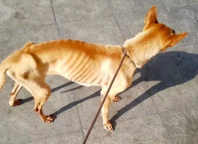 狗狗之所以消瘦,无非是这几个原因