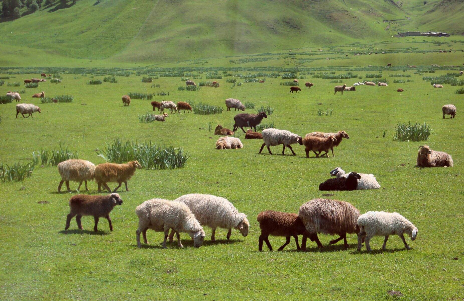 2017年,新疆牧民捡到一只"小羊崽",好友劝他:赶紧报警!