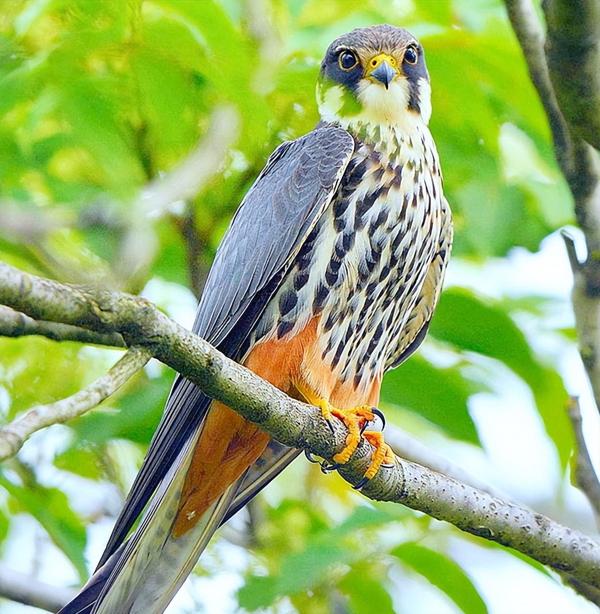 回顾被判10年掏鸟大学生刑满出狱父亲上诉五年法官看我像瘟神