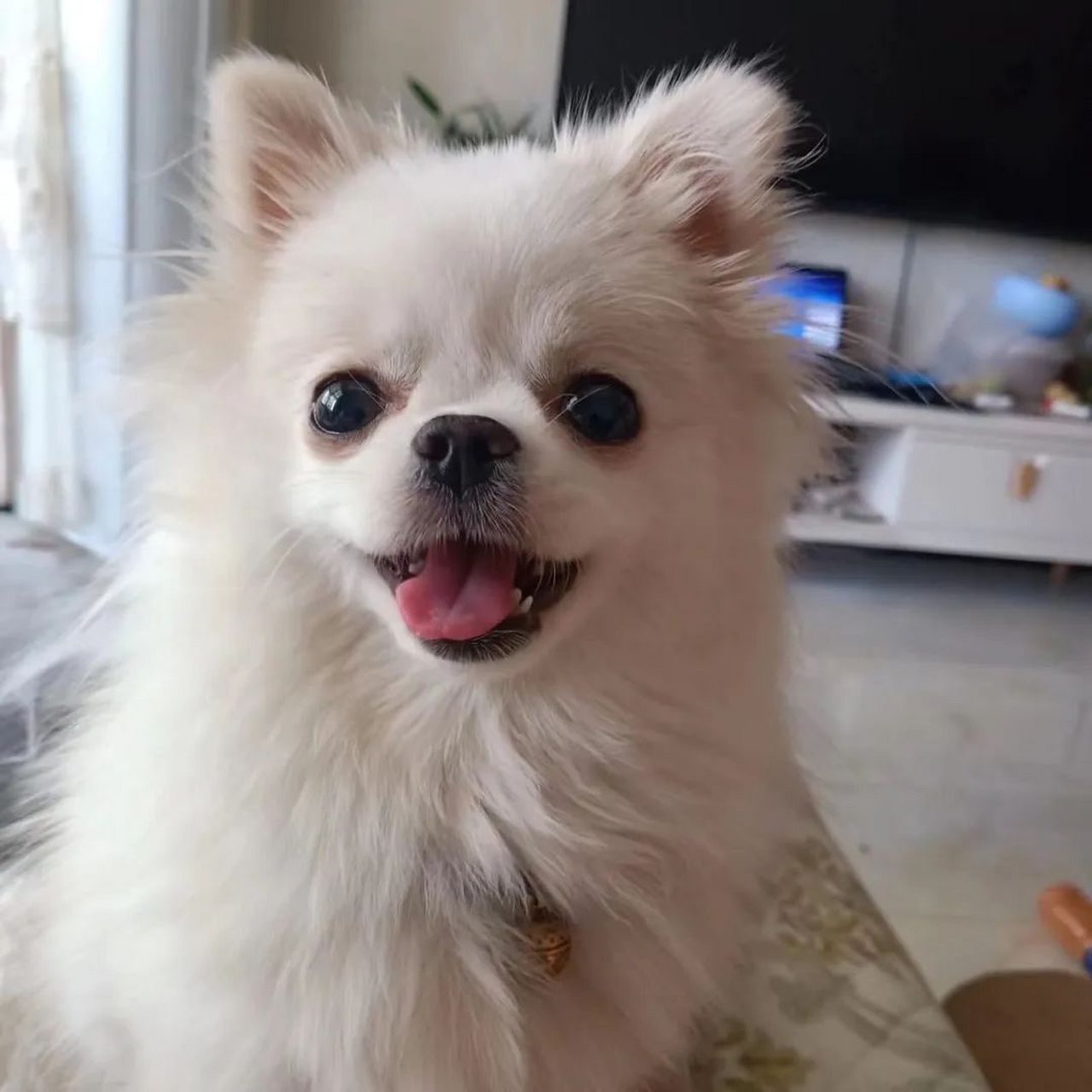 四年前,饺子这只博美串串狗走入我的生活,成为我生命中重要的存在.