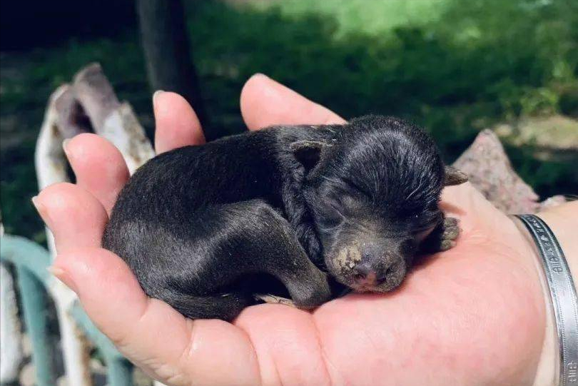 07年男子购买小藏獒回家越养越感觉不对随即选择主动报警