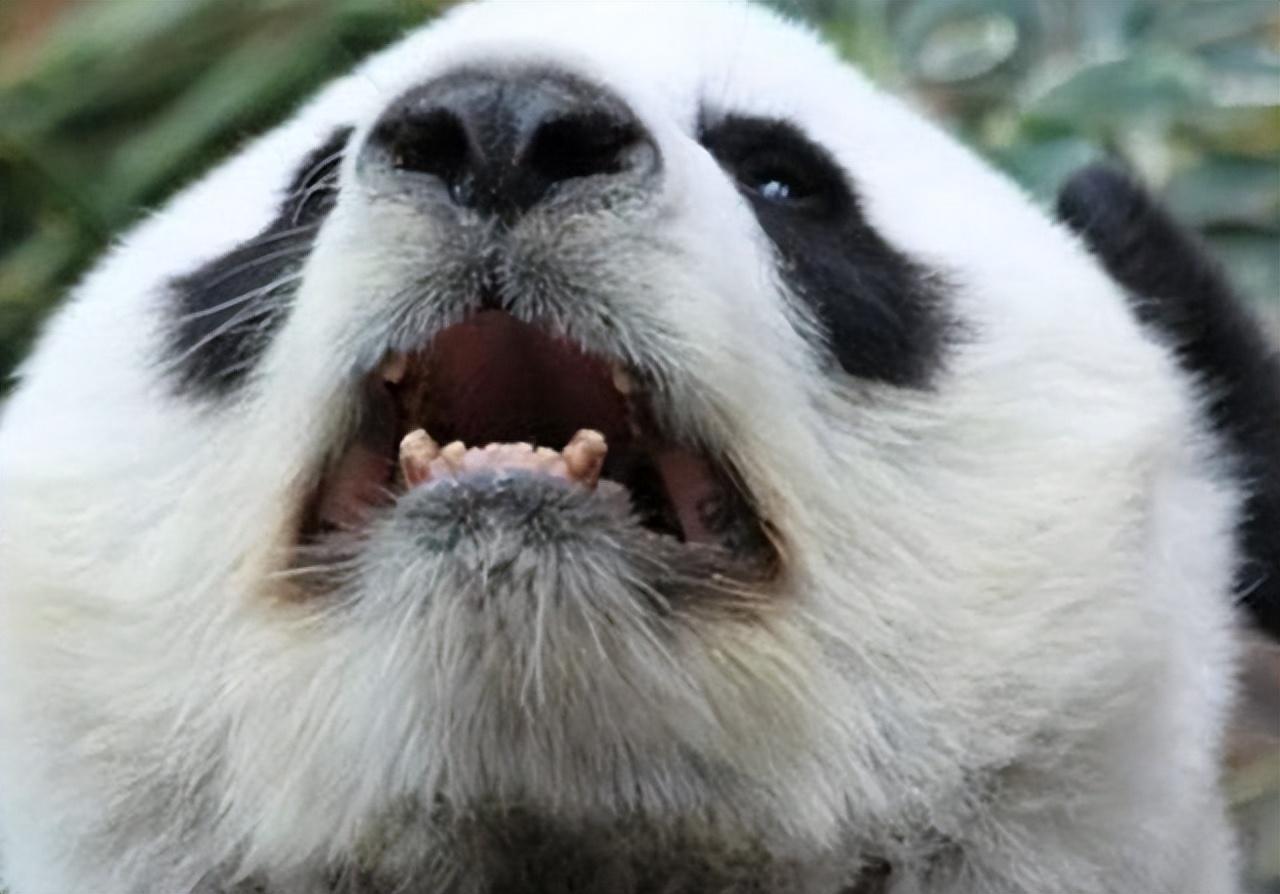 2014年云南兄弟杀大熊猫泄愤被抓时不服道不就是一只熊猫吗