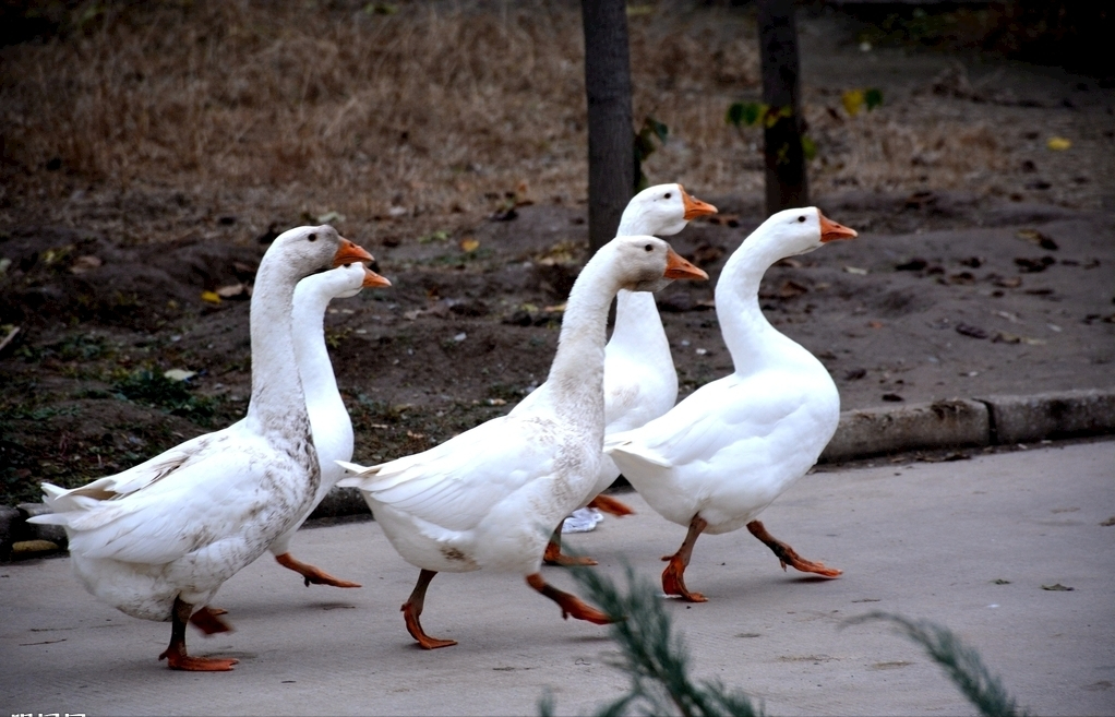 回顾鹅蛋为啥少有人吃也很少有鹅蛋卖我也是刚知道真涨知识了