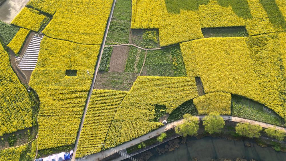 「创建天府旅游名县」古蔺:空中视角下的双沙油菜花海