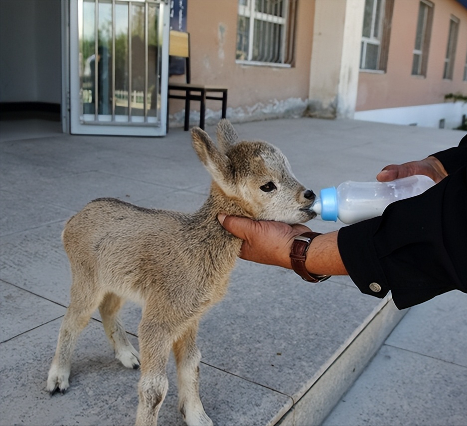 2017年新疆牧民捡到一只小羊崽好友劝他赶紧报警