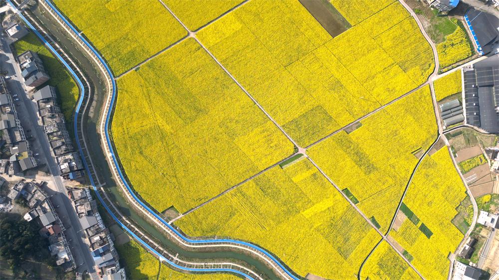 「创建天府旅游名县」古蔺:空中视角下的双沙油菜花海