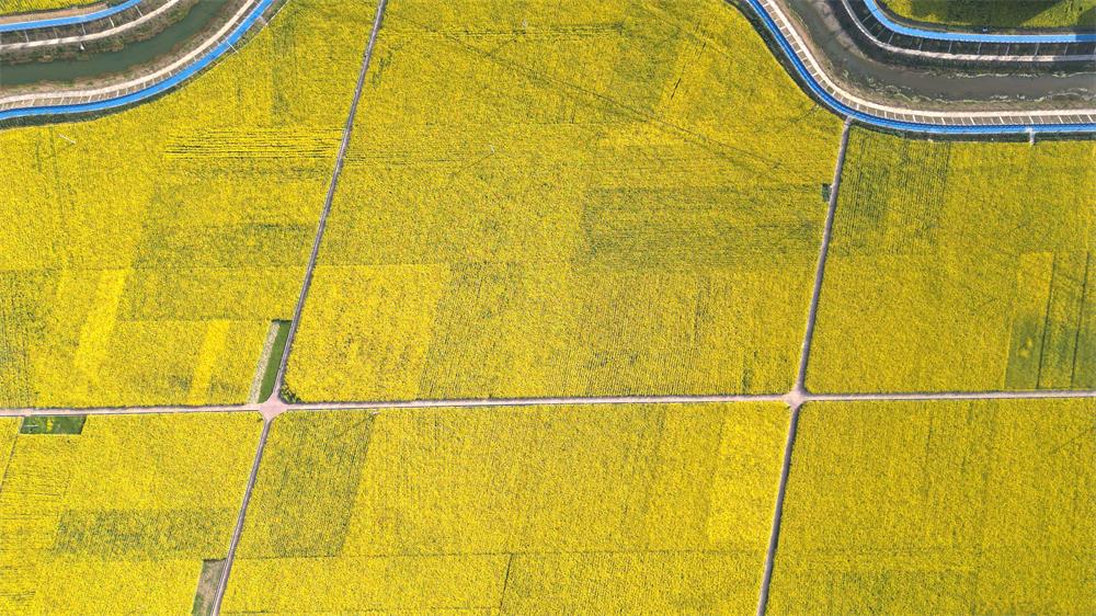 「创建天府旅游名县」古蔺:空中视角下的双沙油菜花海