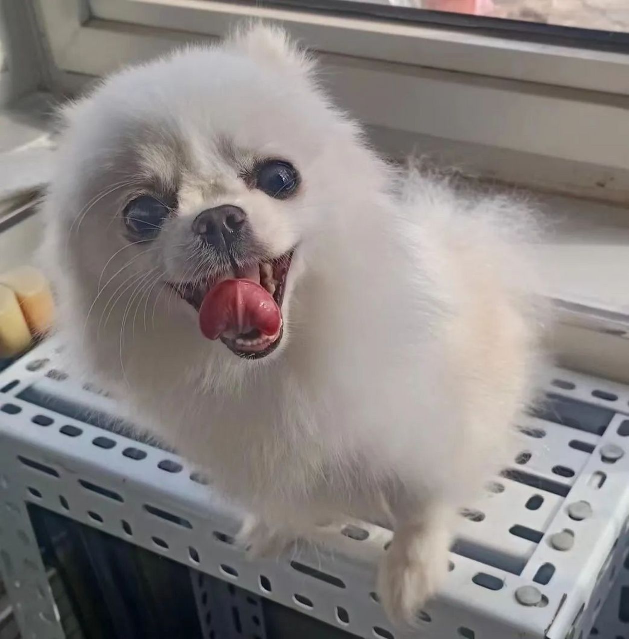 四年前,饺子这只博美串串狗走入我的生活,成为我生命中重要的存在.