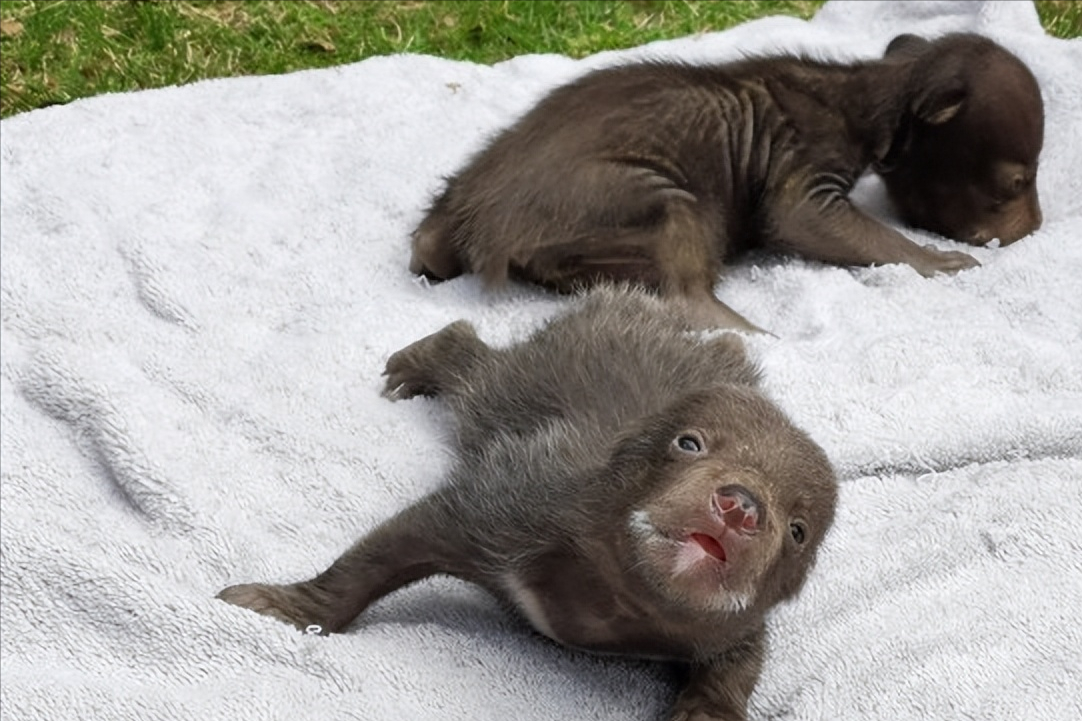 07年男子购买小藏獒回家越养越感觉不对随即选择主动报警