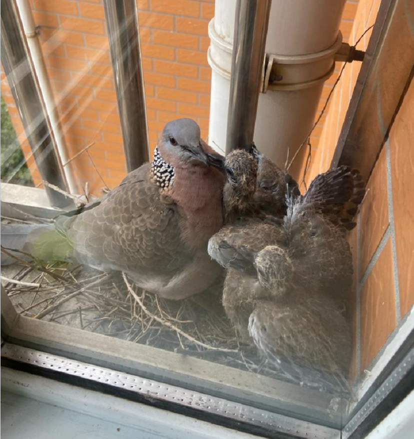 回顾斑鸠不会筑巢吗斑鸠随处可见为何说吃它的肉有很大的危害