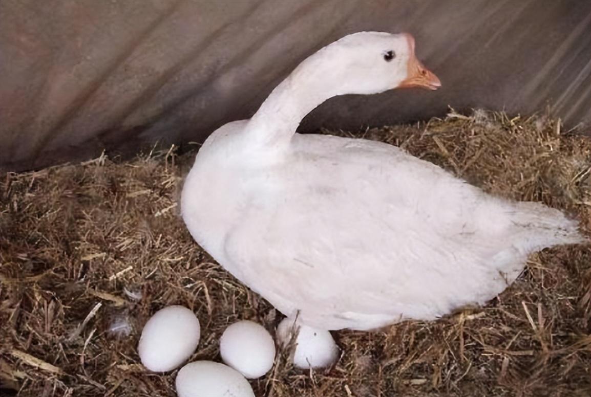 回顾鹅蛋为啥少有人吃也很少有鹅蛋卖我也是刚知道真涨知识了