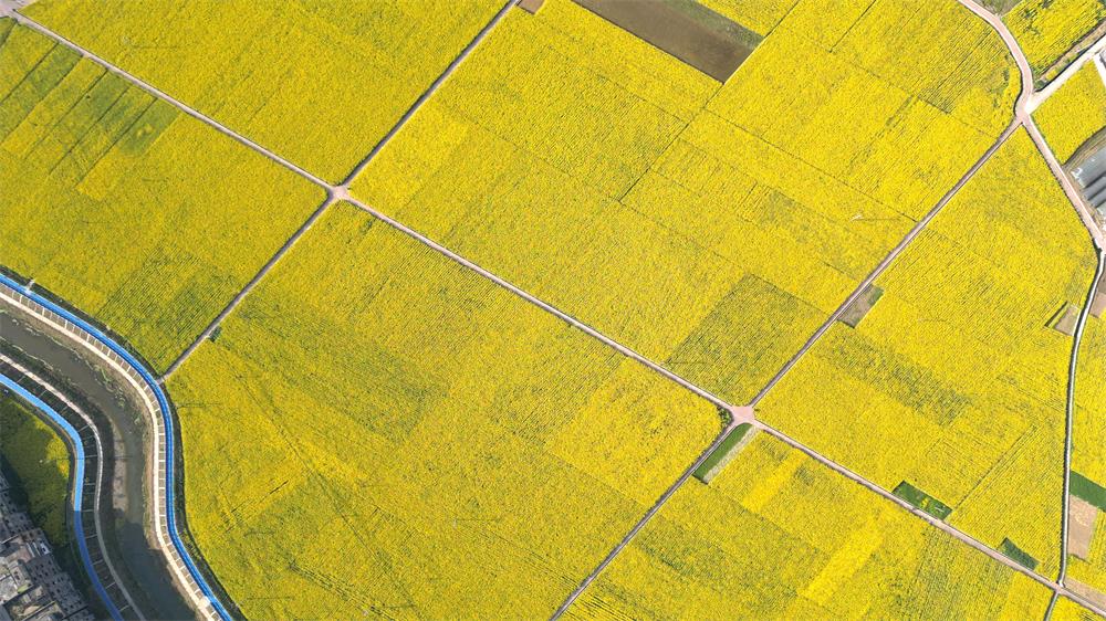 「创建天府旅游名县」古蔺:空中视角下的双沙油菜花海