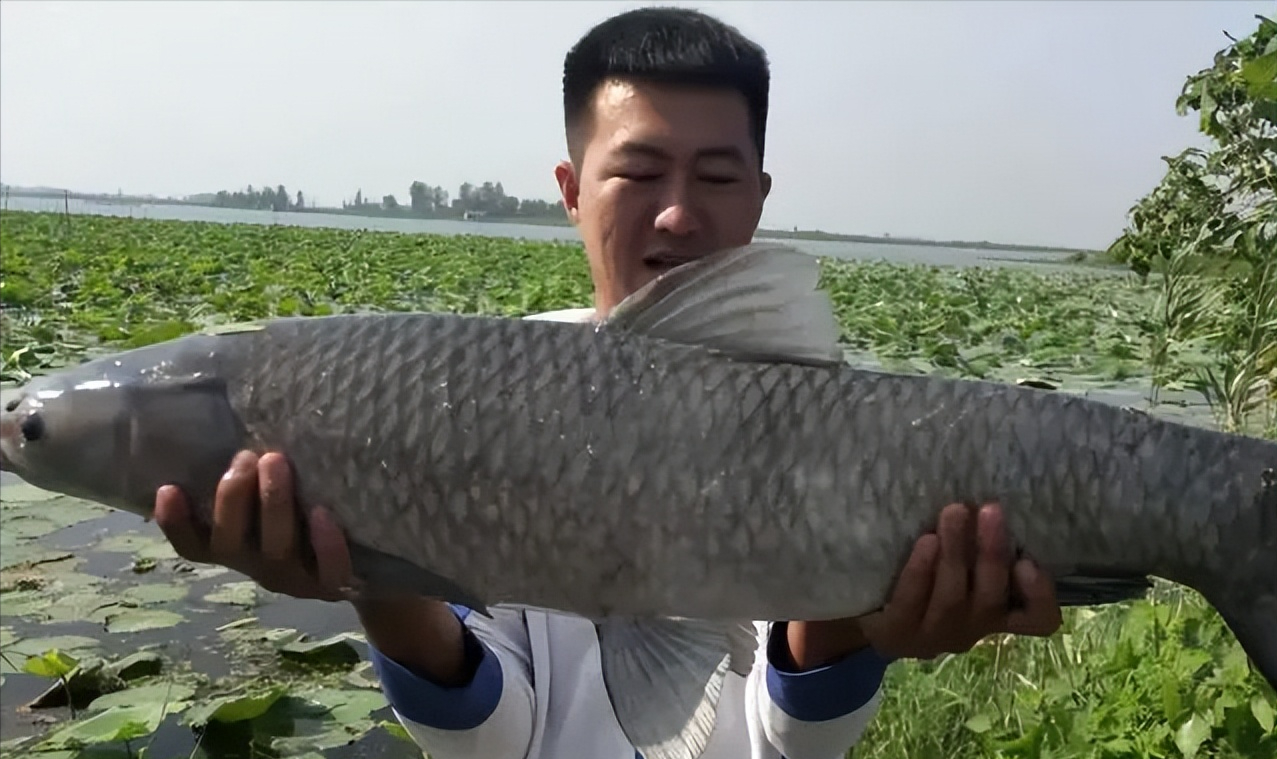 青鱼的照片图片