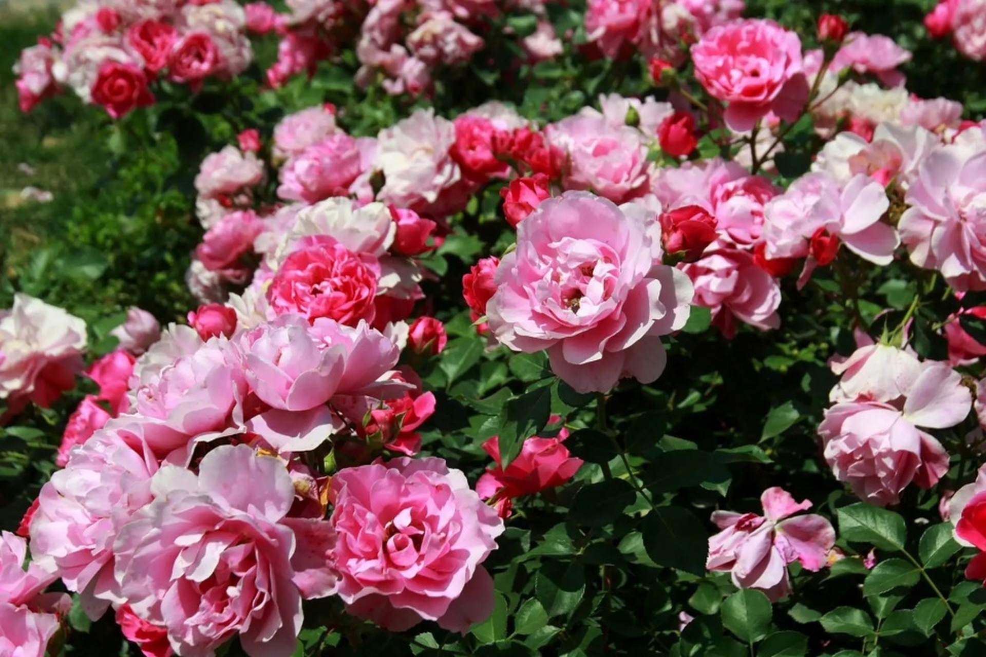 丰花月季或许是你的最佳选择!