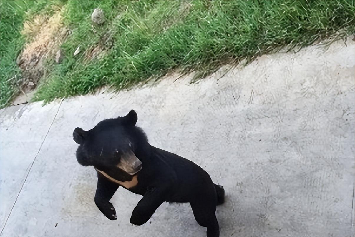 07年男子购买小藏獒回家越养越感觉不对随即选择主动报警