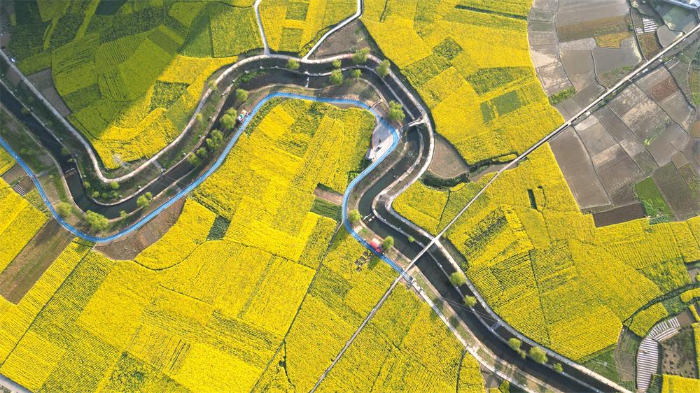 「创建天府旅游名县」古蔺:空中视角下的双沙油菜花海