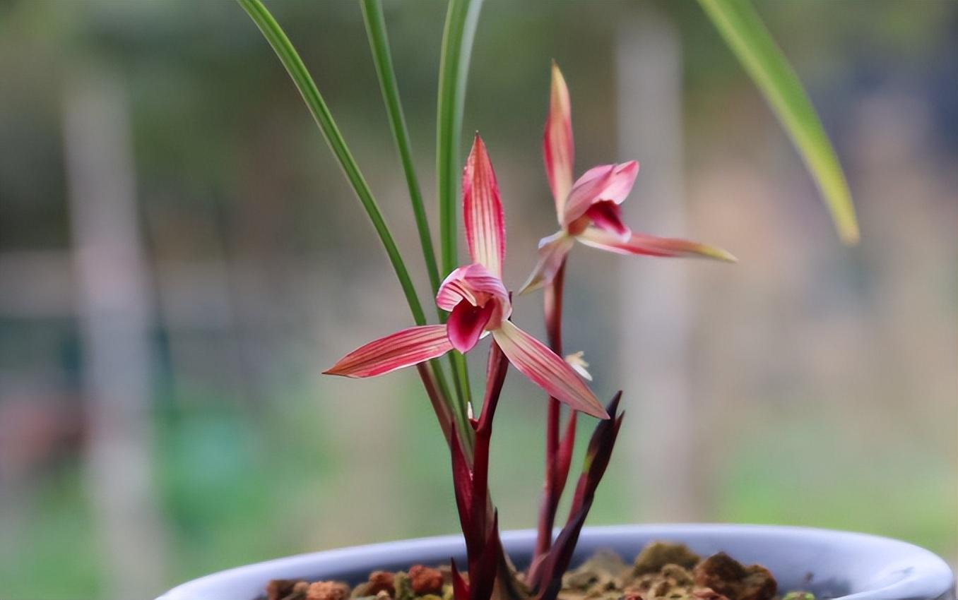 兰花鉴赏——春兰滇红素:色花中的极品