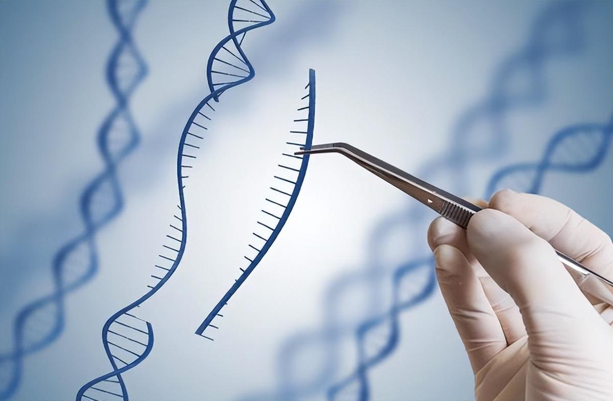 1984年美国母亲为初生女儿移植狒狒心脏引起社会哗然结果如何