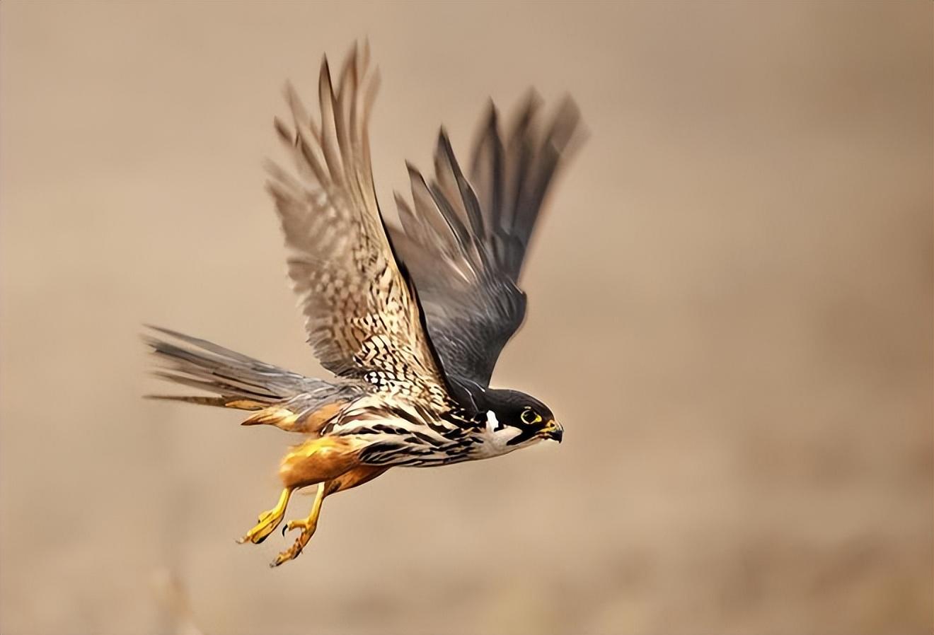 回顾:被判10年掏鸟大学生刑满出狱,父亲上诉五年:法官看我像瘟神