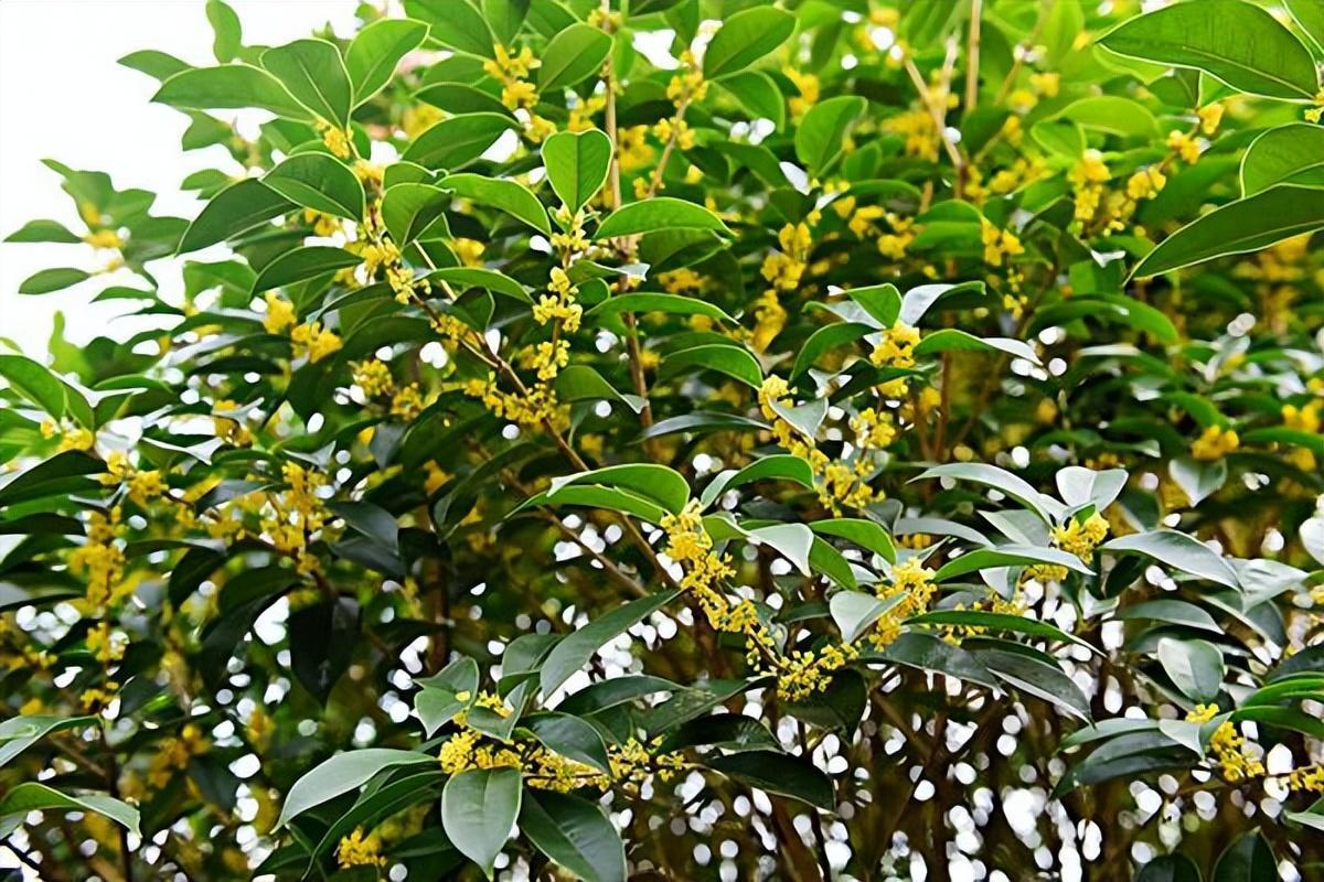 高山野生桂花树图片