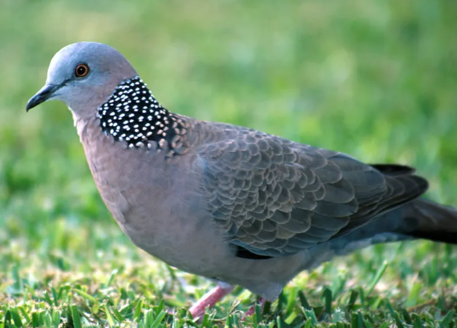 回顾斑鸠不会筑巢吗斑鸠随处可见为何说吃它的肉有很大的危害