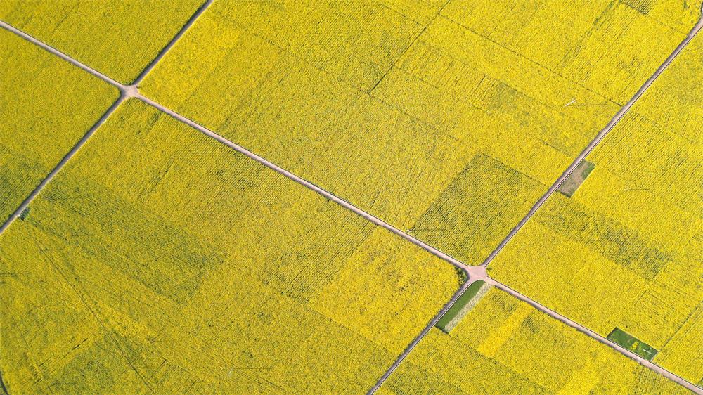 「创建天府旅游名县」古蔺:空中视角下的双沙油菜花海