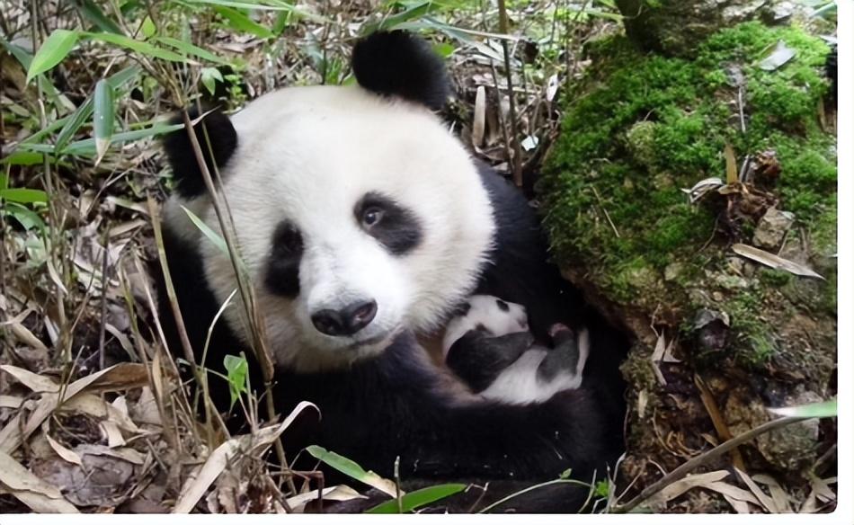 2014年云南兄弟杀大熊猫泄愤被抓时不服道不就是一只熊猫吗